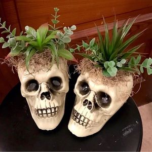 Artificial succulent in skulls